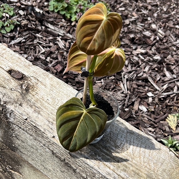 Philodendron melanochrysum - Picture 7 of 7
